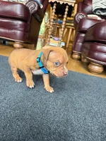 Mufasa, a male American Pit Bull Terrier for sale in McArthur, OH – 3 of 9