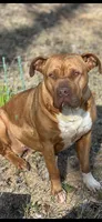 Zimba, a male Dogue de Bordeaux and American Pit Bull Terrier for sale in McArthur, OH – 7 of 9