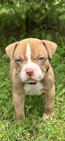 Marcus, a male Dogue de Bordeaux and American Pit Bull Terrier for sale in McArthur, OH – 5 of 10