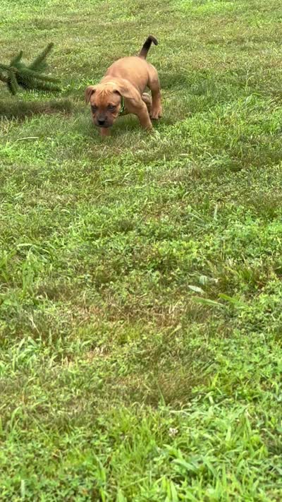 Cleatus, a male Dogue de Bordeaux and American Pit Bull Terrier for sale in McArthur, OH – 4 of 10