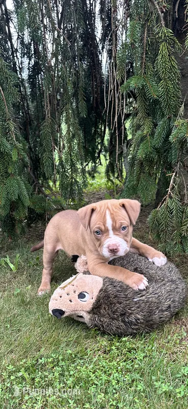 Marcus – Dogue de Bordeaux, American Pit Bull Terrier puppy for sale in McArthur, OH