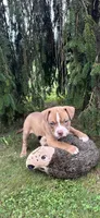Marcus, a male Dogue de Bordeaux and American Pit Bull Terrier for sale in McArthur, OH – 1 of 10