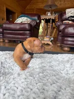 Simba, a male American Pit Bull Terrier for sale in McArthur, OH – 3 of 9