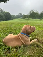 Poo Bear, a male Dogue de Bordeaux and American Pit Bull Terrier for sale in McArthur, OH – 2 of 10