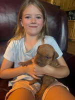Tigris, a female American Pit Bull Terrier for sale in McArthur, OH – 4 of 9