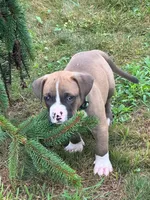 Badger, a male Dogue de Bordeaux and American Pit Bull Terrier for sale in McArthur, OH – 4 of 9
