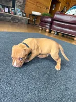 Simba, a male American Pit Bull Terrier for sale in McArthur, OH – 4 of 9