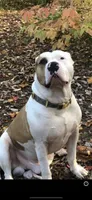 Miss Fanny, a female Dogue de Bordeaux and American Pit Bull Terrier for sale in McArthur, OH – 9 of 9