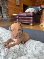Handsome Man, a male American Pit Bull Terrier for sale in McArthur, OH – 4 of 9