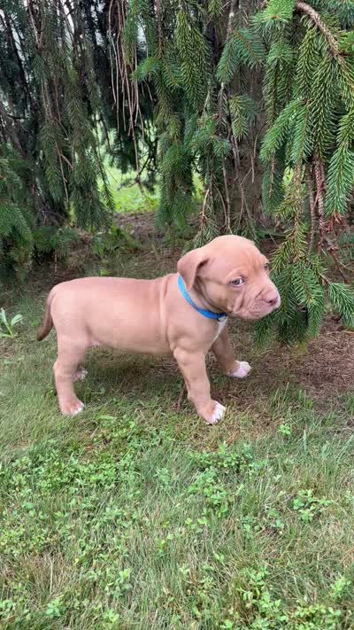 Poo Bear, a male Dogue de Bordeaux and American Pit Bull Terrier for sale in McArthur, OH – 4 of 10