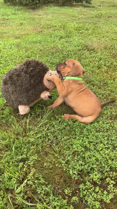 Cleatus, a male Dogue de Bordeaux and American Pit Bull Terrier for sale in McArthur, OH – 2 of 10
