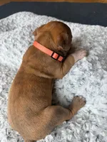 Tigger, a male American Pit Bull Terrier for sale in McArthur, OH – 2 of 9