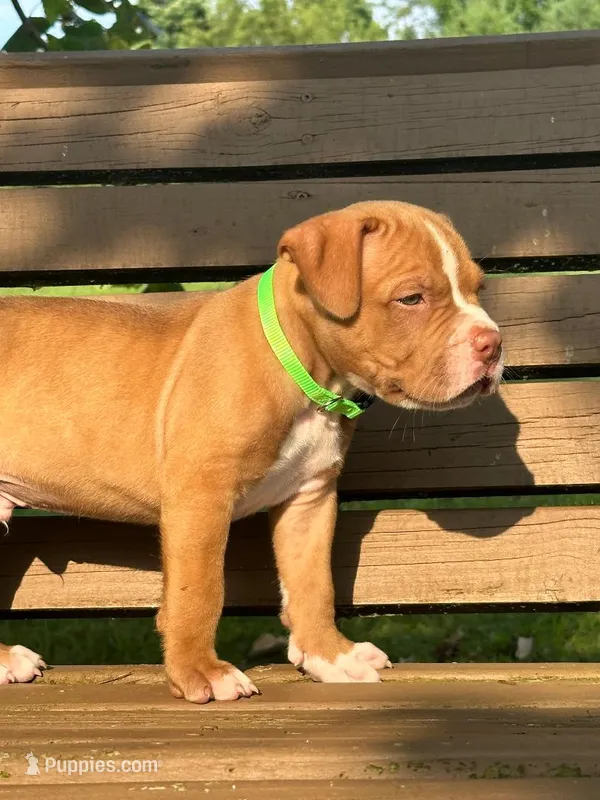 Marcus – Dogue de Bordeaux, American Pit Bull Terrier puppy for sale in McArthur, OH