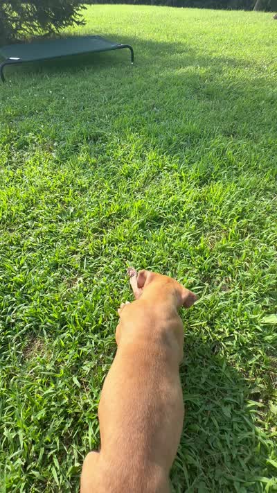 Hooch, a male Dogue de Bordeaux and American Pit Bull Terrier for sale in McArthur, OH – 7 of 10
