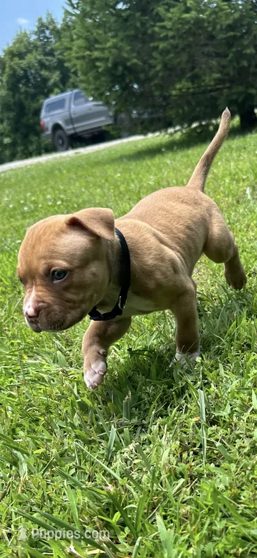 Simba – Dogue de Bordeaux, American Pit Bull Terrier puppy for sale in McArthur, OH