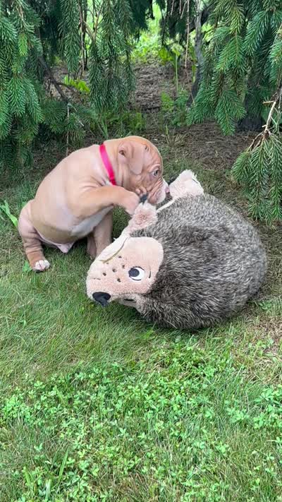 Marcus, a male Dogue de Bordeaux and American Pit Bull Terrier for sale in McArthur, OH – 3 of 10