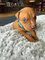 Mufasa, a male American Pit Bull Terrier for sale in McArthur, OH – 2 of 9
