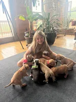 Miss Fanny, a female Dogue de Bordeaux and American Pit Bull Terrier for sale in McArthur, OH – 5 of 9