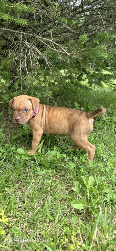 Tigris – Dogue de Bordeaux, American Pit Bull Terrier puppy for sale in McArthur, OH