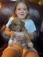 Tigger, a male American Pit Bull Terrier for sale in McArthur, OH – 4 of 9