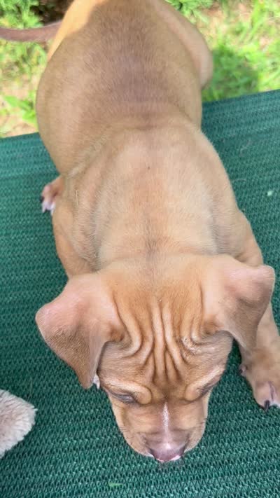 Hooch, a male Dogue de Bordeaux and American Pit Bull Terrier for sale in McArthur, OH – 8 of 10