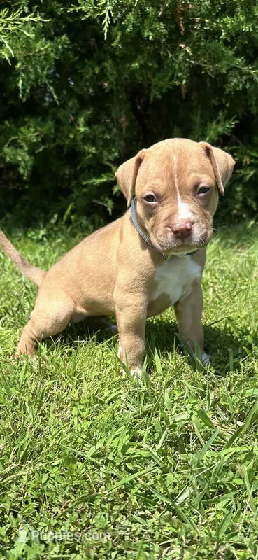 Nala – Dogue de Bordeaux, American Pit Bull Terrier puppy for sale in McArthur, OH