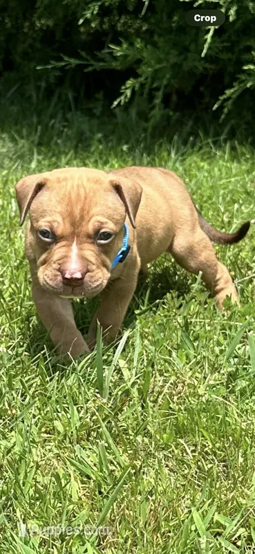 Mufasa – Dogue de Bordeaux, American Pit Bull Terrier puppy for sale in McArthur, OH