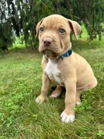 Poo Bear, a male Dogue de Bordeaux and American Pit Bull Terrier for sale in McArthur, OH – 5 of 10