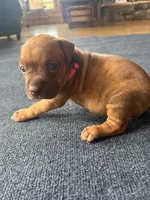 Tigris, a female American Pit Bull Terrier for sale in McArthur, OH – 2 of 9