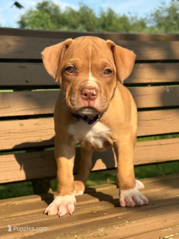 Nala – Dogue de Bordeaux, American Pit Bull Terrier puppy for sale in McArthur, OH