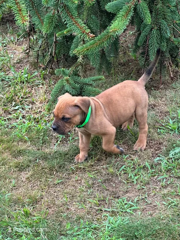 Cleatus – Dogue de Bordeaux, American Pit Bull Terrier puppy for sale in McArthur, OH