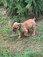 Cleatus, a male Dogue de Bordeaux and American Pit Bull Terrier for sale in McArthur, OH – 1 of 10