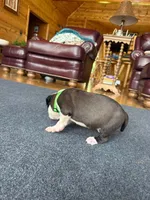 Miss Fanny, a female Dogue de Bordeaux and American Pit Bull Terrier for sale in McArthur, OH – 3 of 9