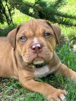 Hooch, a male Dogue de Bordeaux and American Pit Bull Terrier for sale in McArthur, OH – 5 of 10
