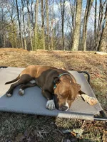 Tigris, a female American Pit Bull Terrier for sale in McArthur, OH – 8 of 9