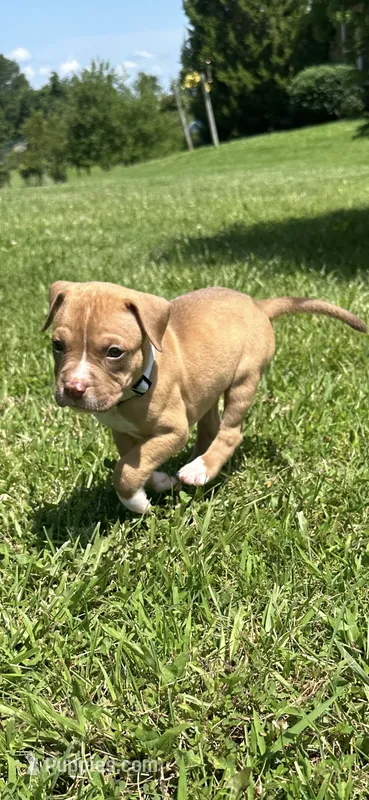 Nala – Dogue de Bordeaux, American Pit Bull Terrier puppy for sale in McArthur, OH