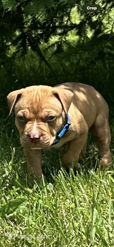 Mufasa – Dogue de Bordeaux, American Pit Bull Terrier puppy for sale in McArthur, OH