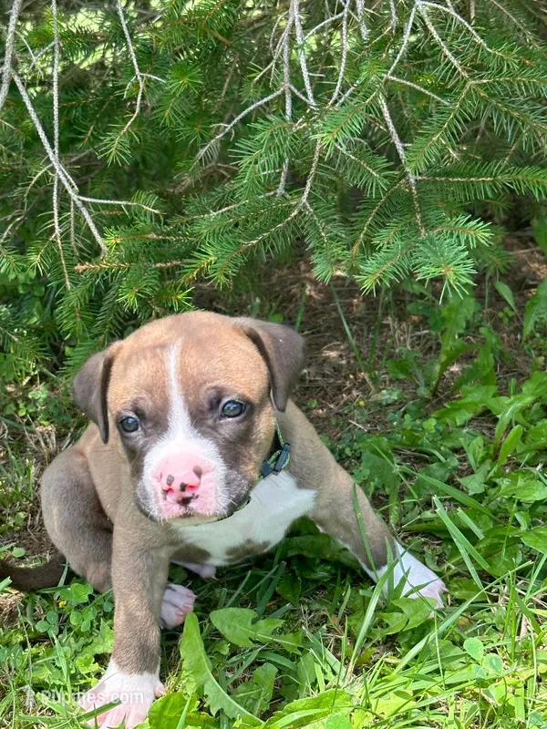 zimba – Dogue de Bordeaux, American Pit Bull Terrier puppy for sale in McArthur, OH