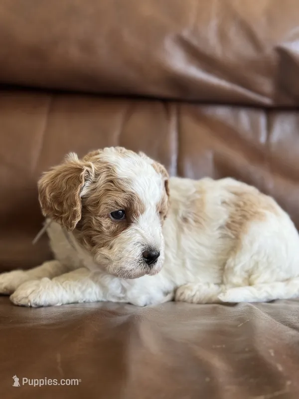 Paul, a male Cavapoo for sale in Ionia, IA – 1 of 5