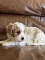 Paul, a male Cavapoo for sale in Ionia, IA – 1 of 5
