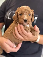 Rascal, a male Miniature Goldendoodle for sale in Ionia, IA – 6 of 7