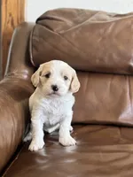 Patti, a female Cavapoo for sale in Ionia, IA – 4 of 6