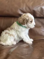 Pansy, a female Cavapoo for sale in Ionia, IA – 5 of 5