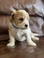 Parker, a male Cavapoo for sale in Ionia, IA – 4 of 5