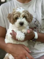 Peter , a male Cavapoo for sale in Ionia, IA – 1 of 5