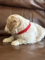 Prince, a male Cavapoo for sale in Ionia, IA – 2 of 7