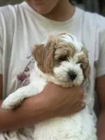 Peter , a male Cavapoo for sale in Ionia, IA – 3 of 5