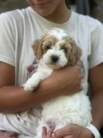 Peter , a male Cavapoo for sale in Ionia, IA – 4 of 5