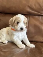 Peter , a male Cavapoo for sale in Ionia, IA – 5 of 5