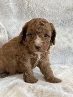 Ruby, a female Miniature Goldendoodle for sale in Ionia, IA – 6 of 7